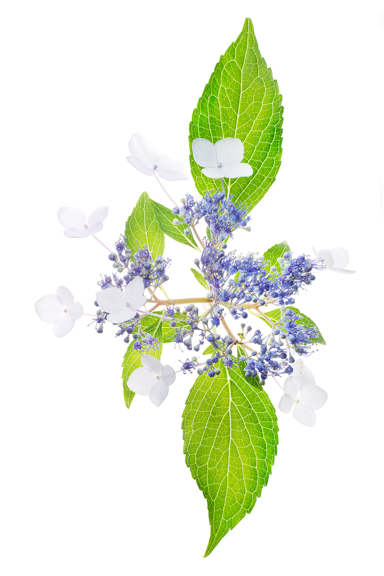 lacecaphydrangea01ng
