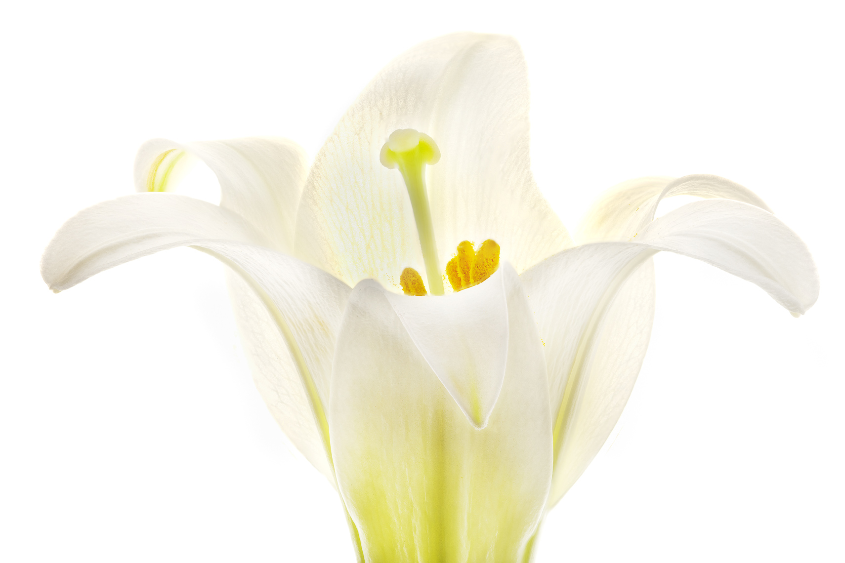 lily48ng