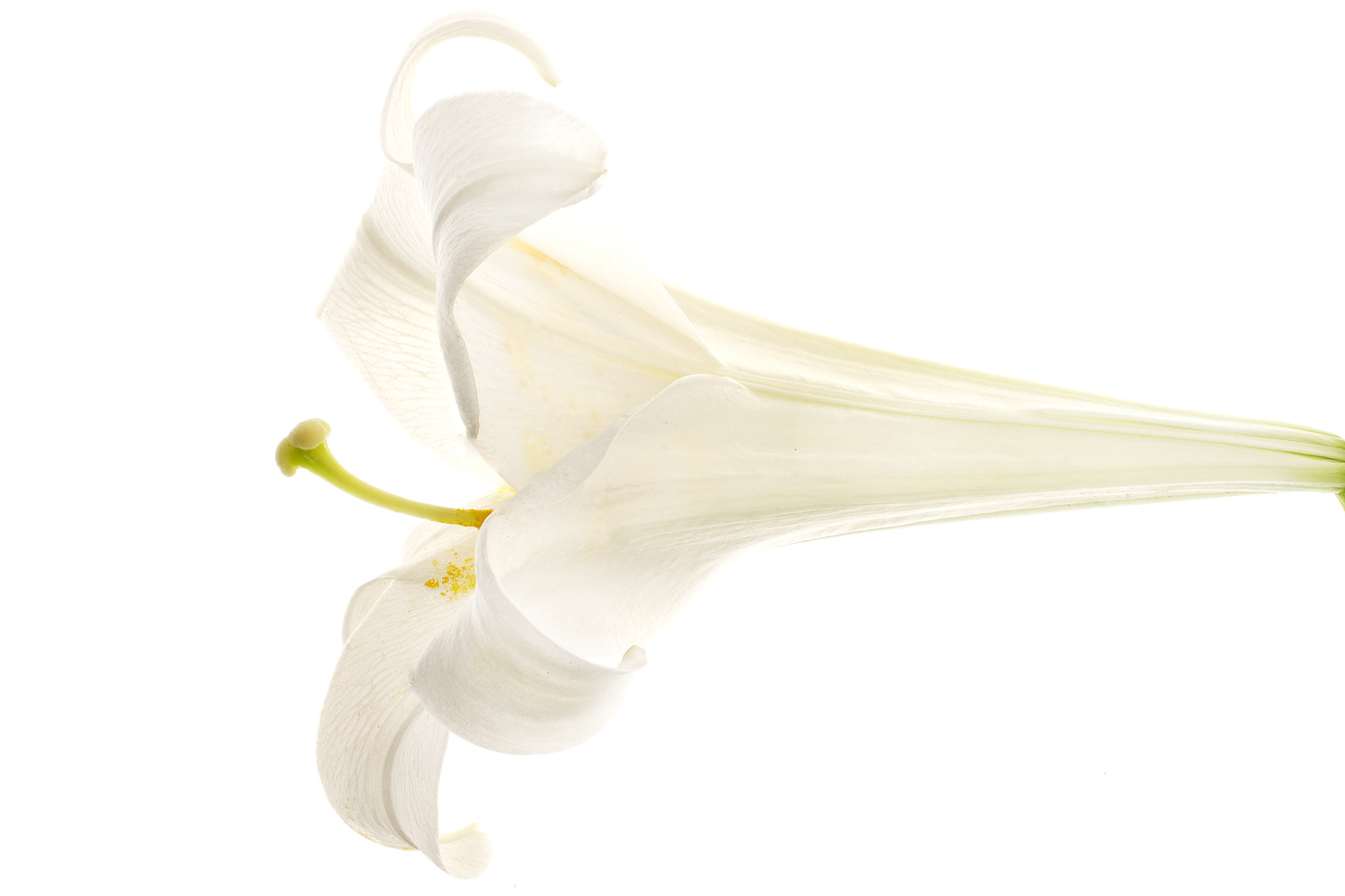 lily53ng