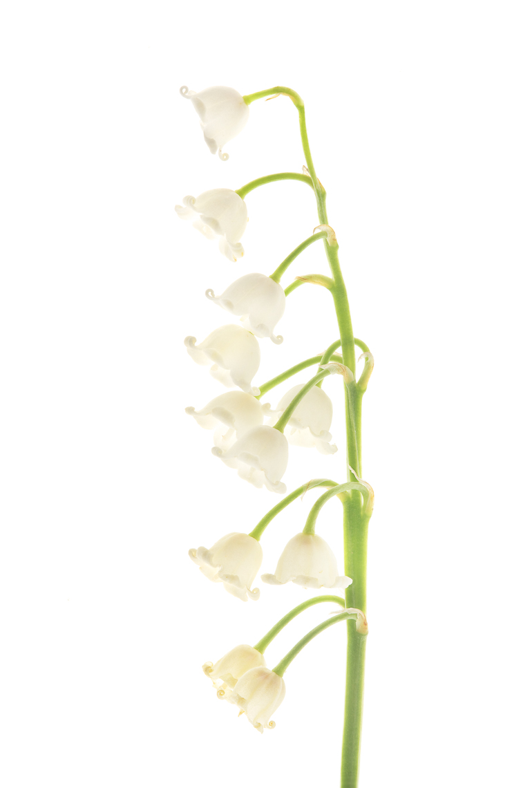 lilyofthevalley02ng