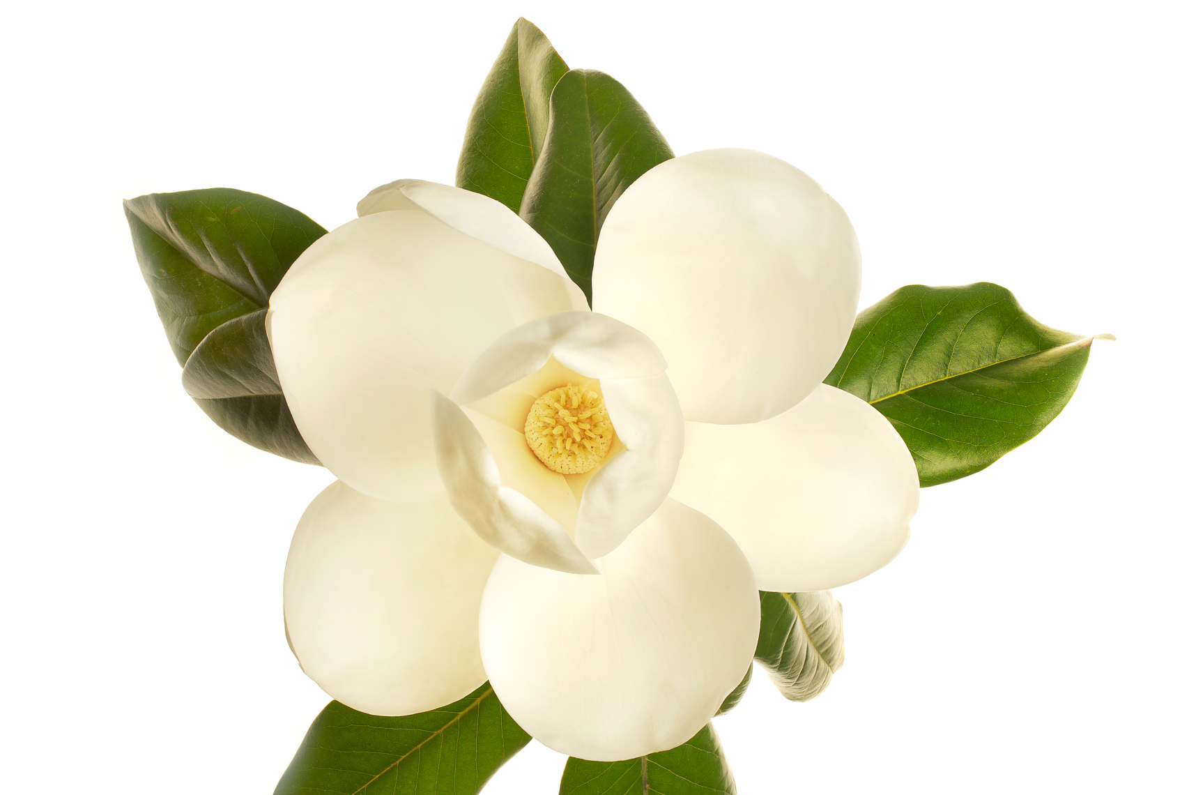 magnolia04ng