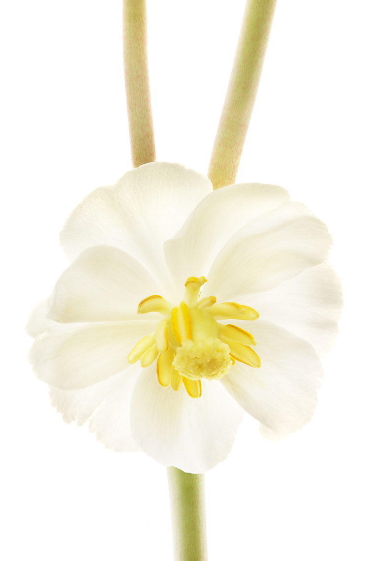 mayapple03ng