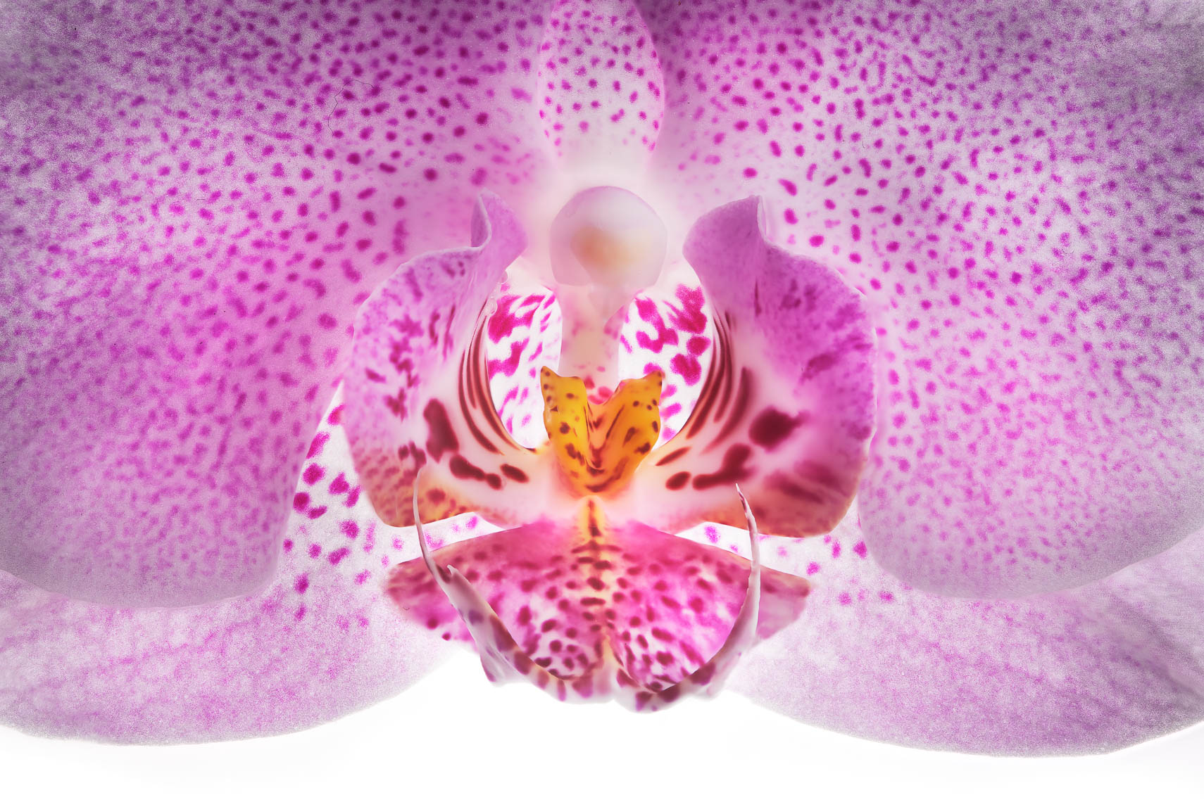 orchid03ng