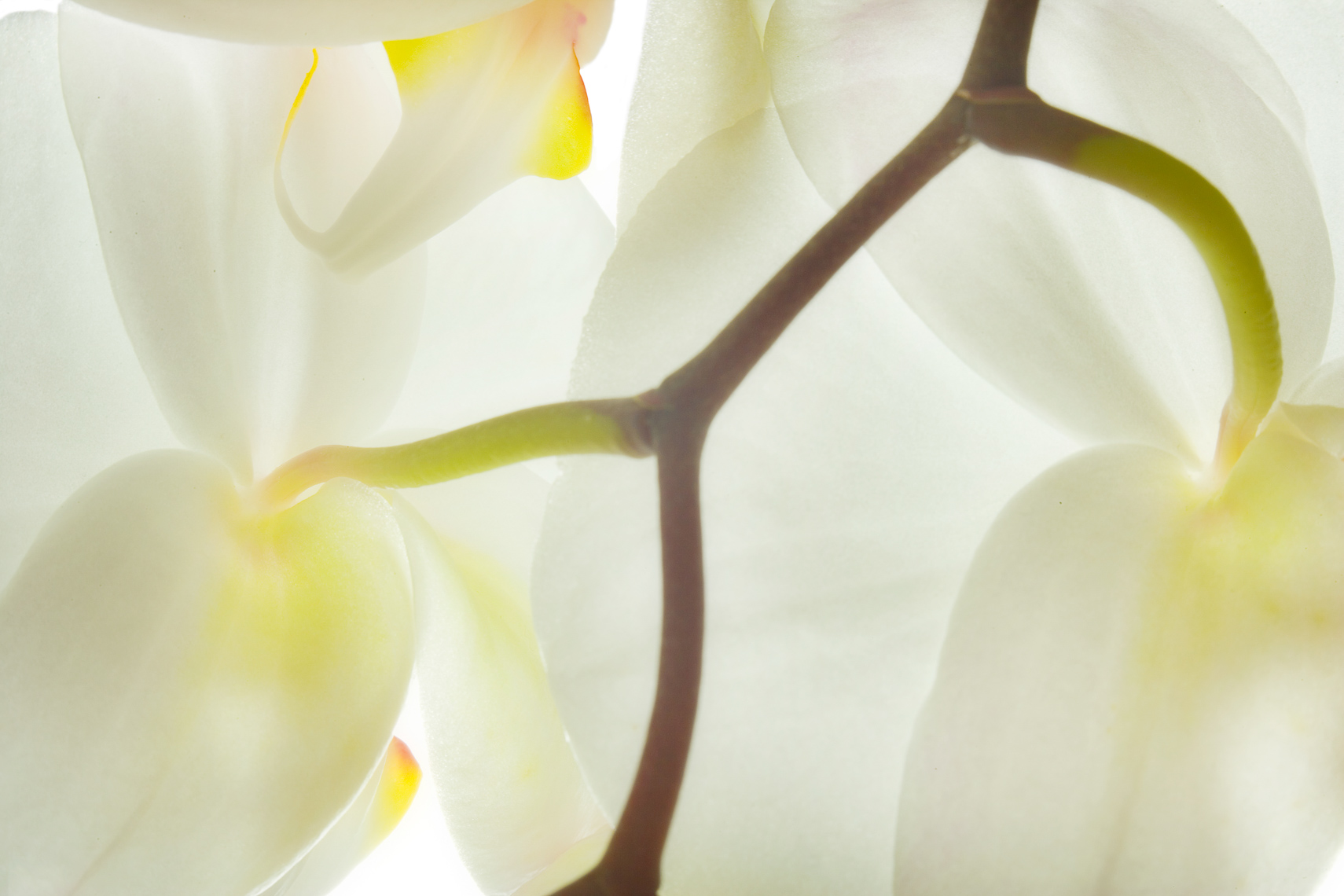 orchid27ng