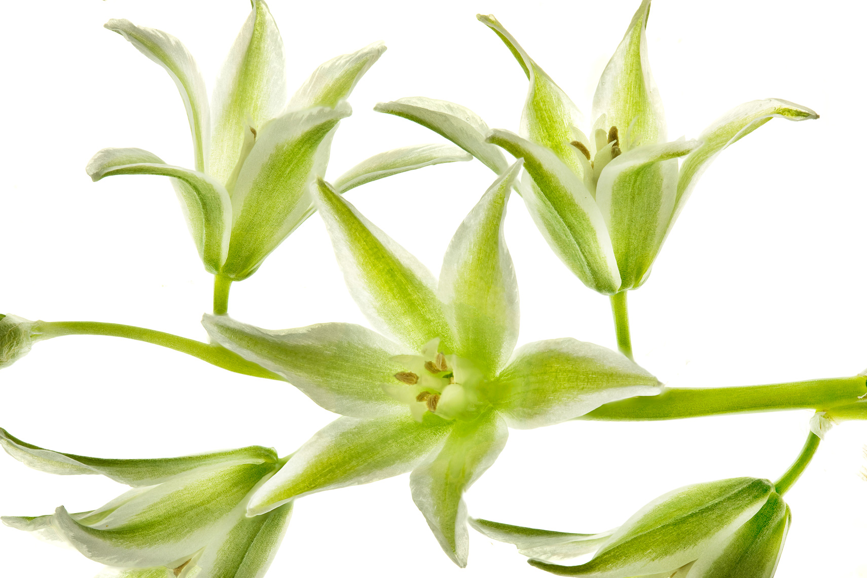 ornithogalum03ng
