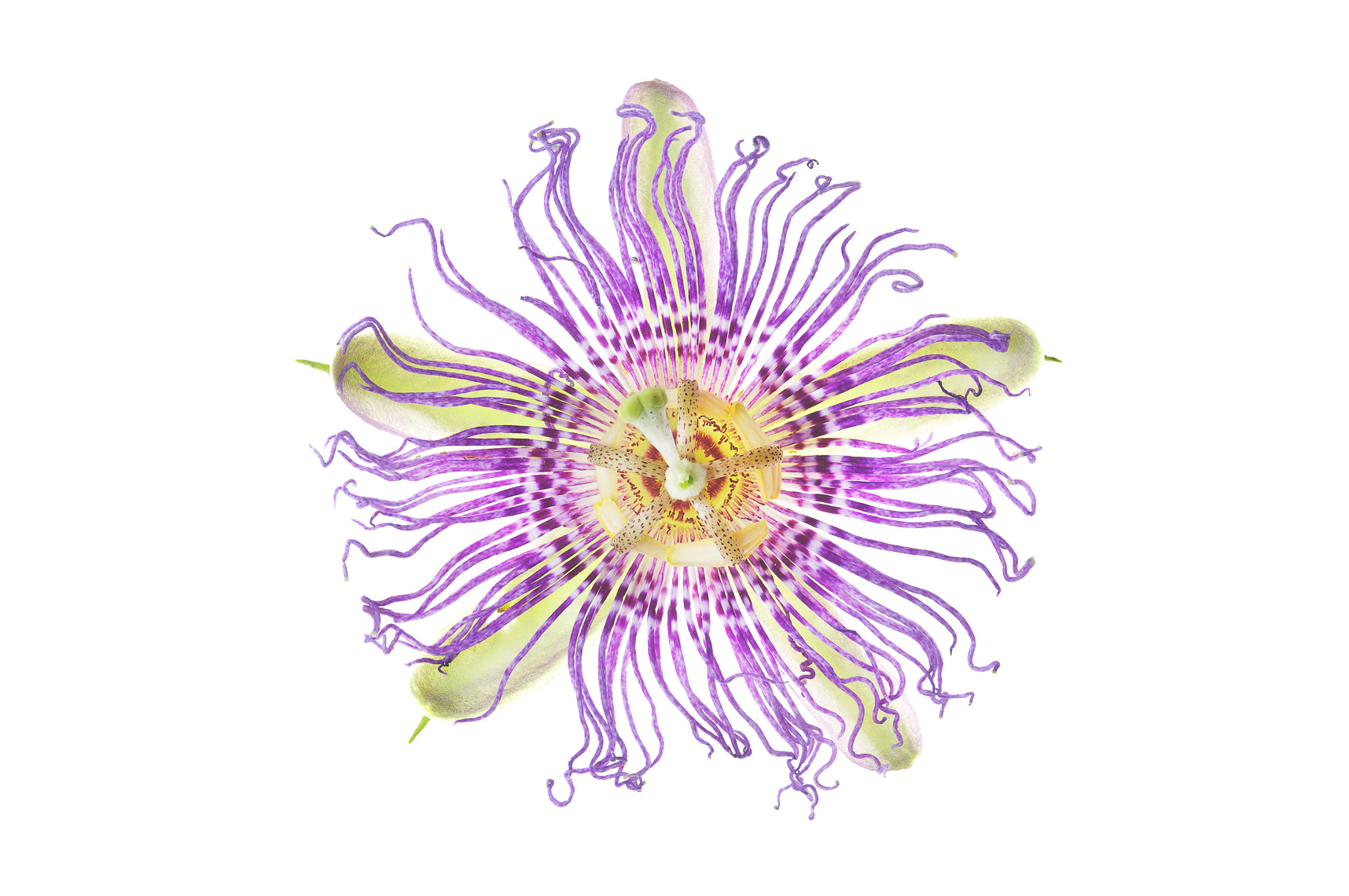 passionflower07ng