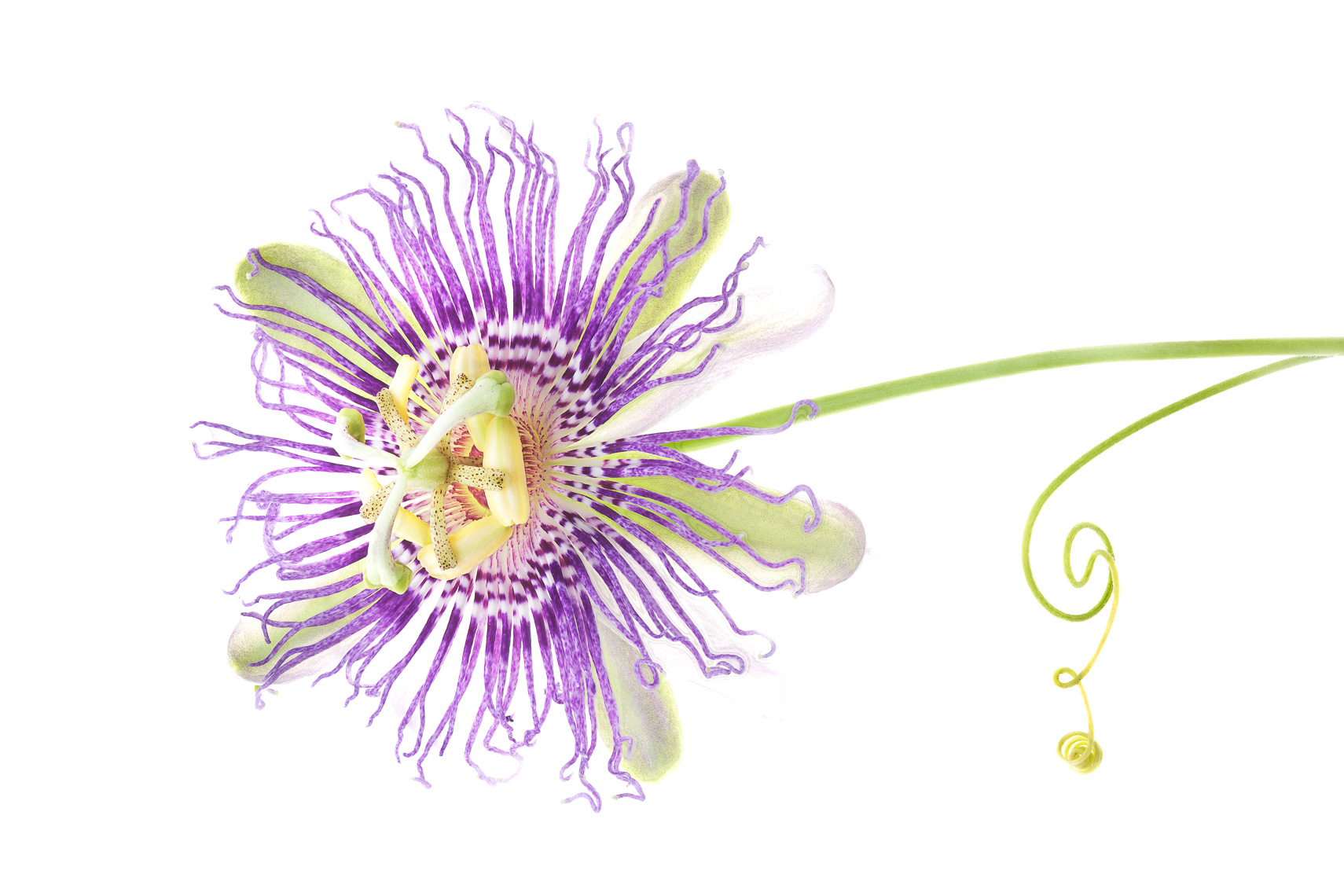 passionflower10ng