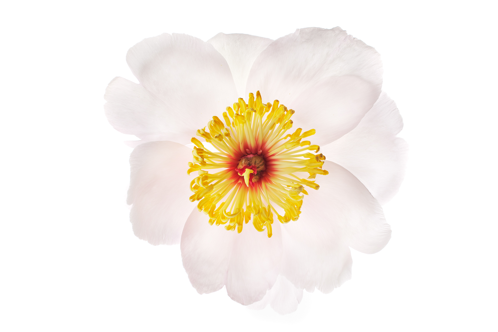 peony22ng