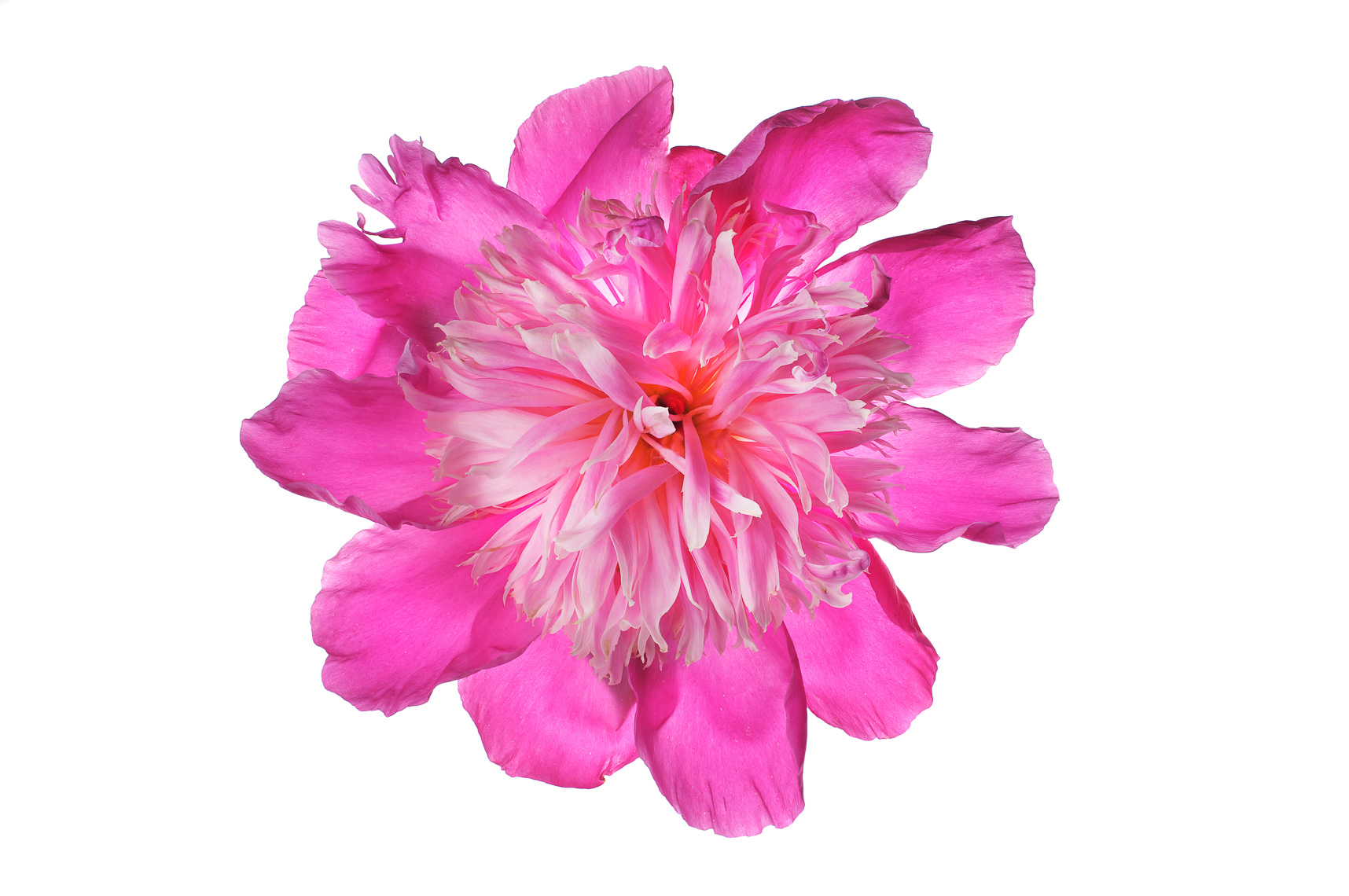 peony27ng