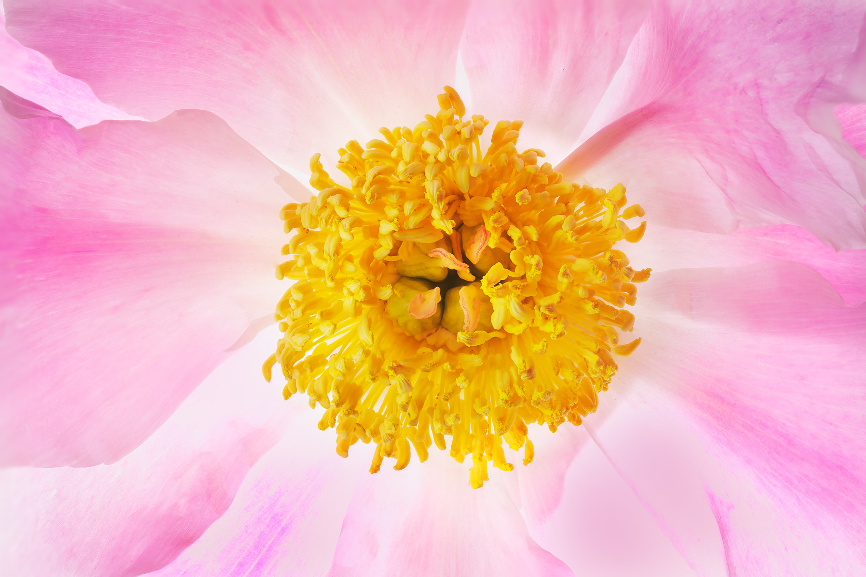 peony41ng