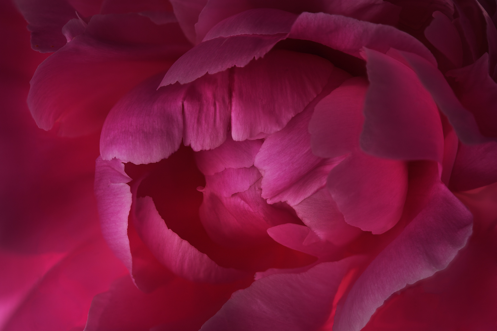 peony55ng