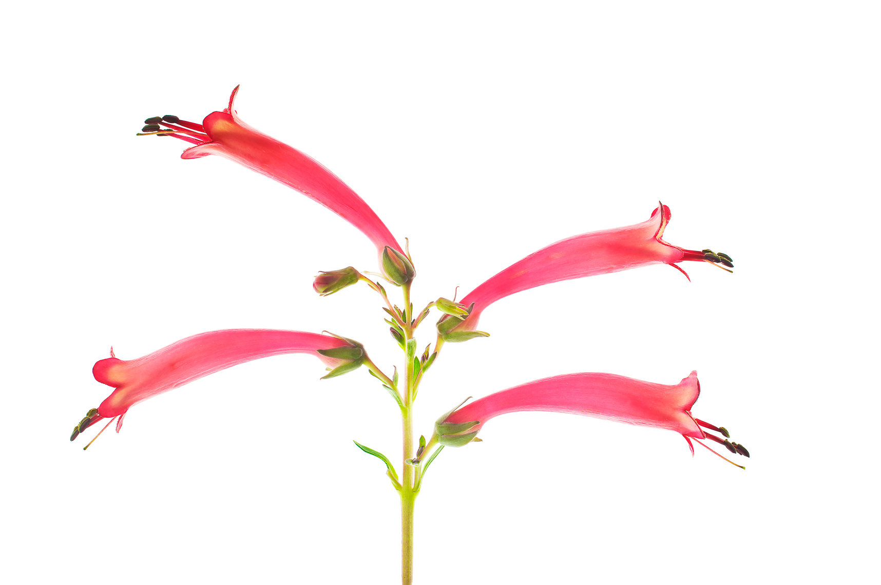 phygelius01ng