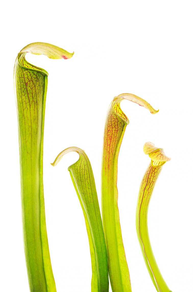 pitcherplant01ng