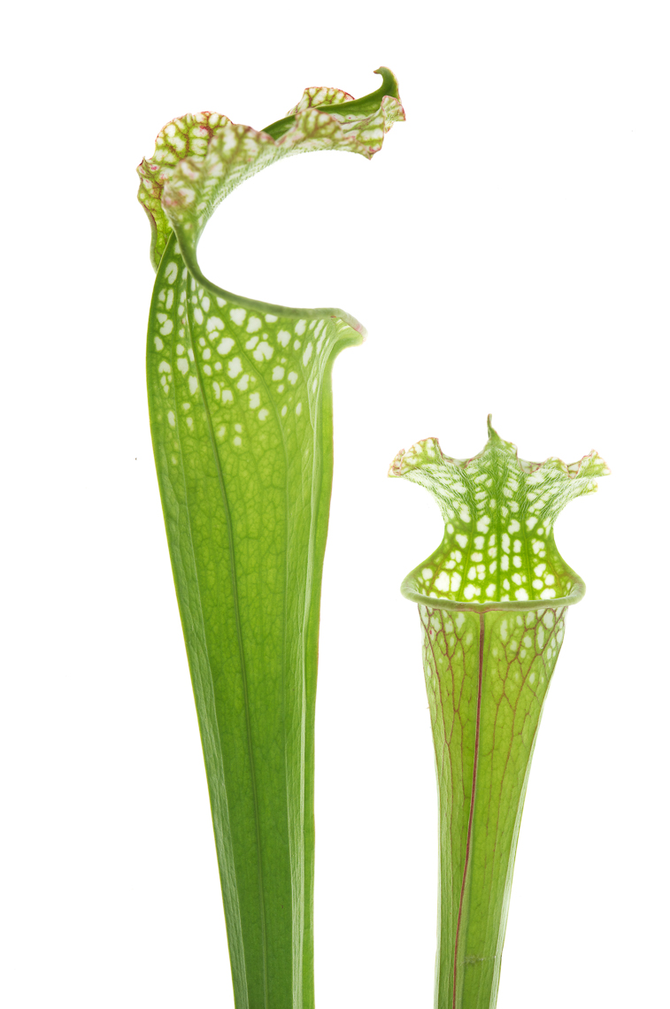 pitcherplant02ng