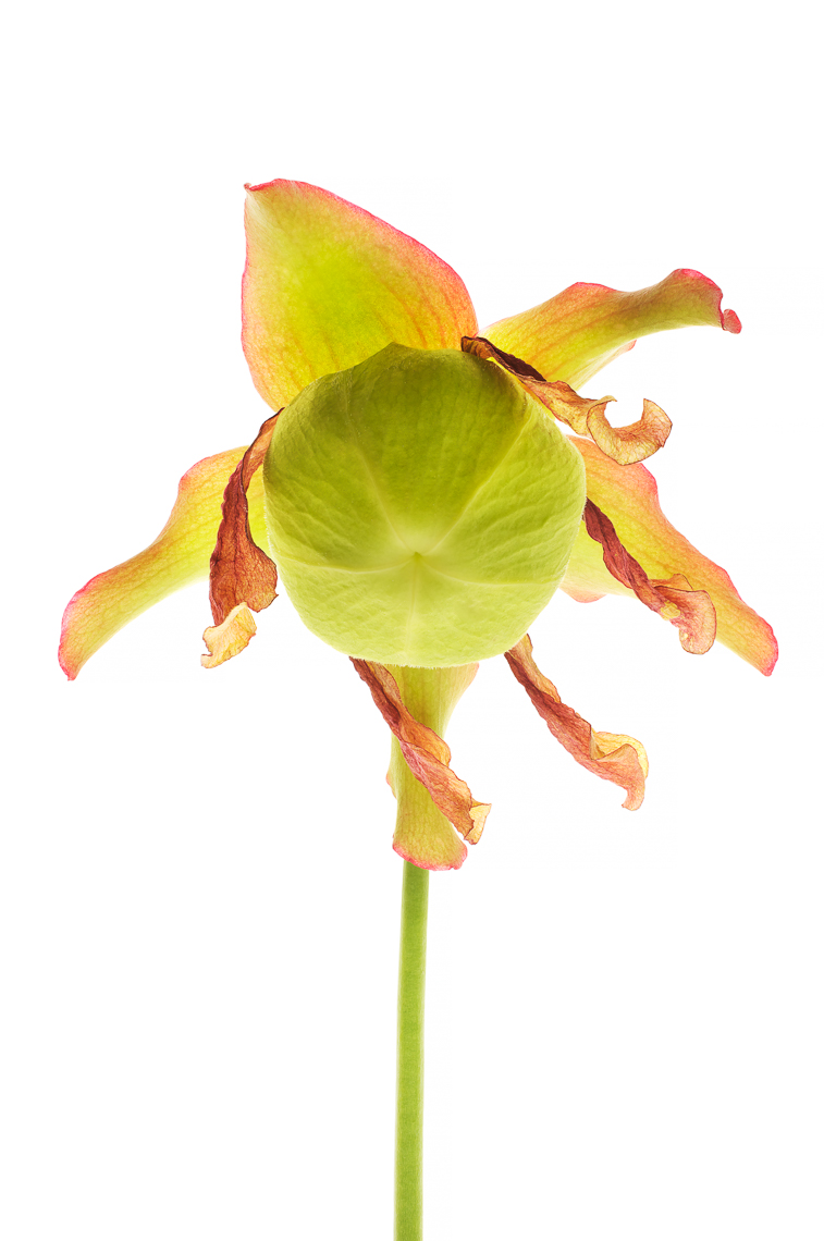 pitcherplant07ng