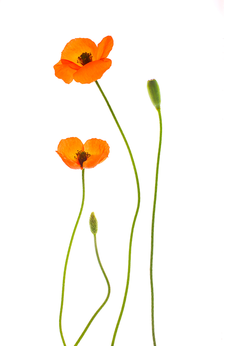 poppy03ng