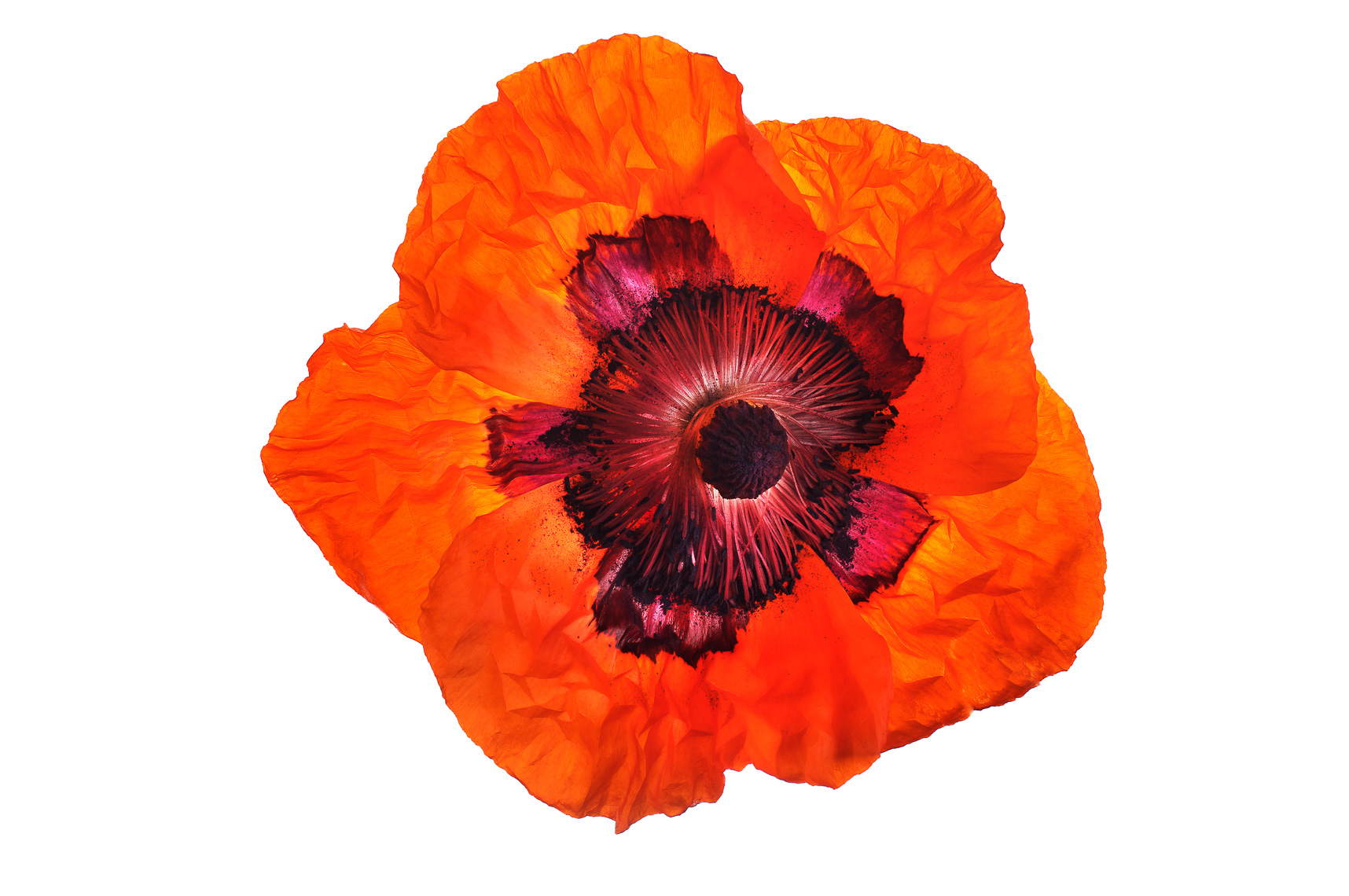 poppy11ng