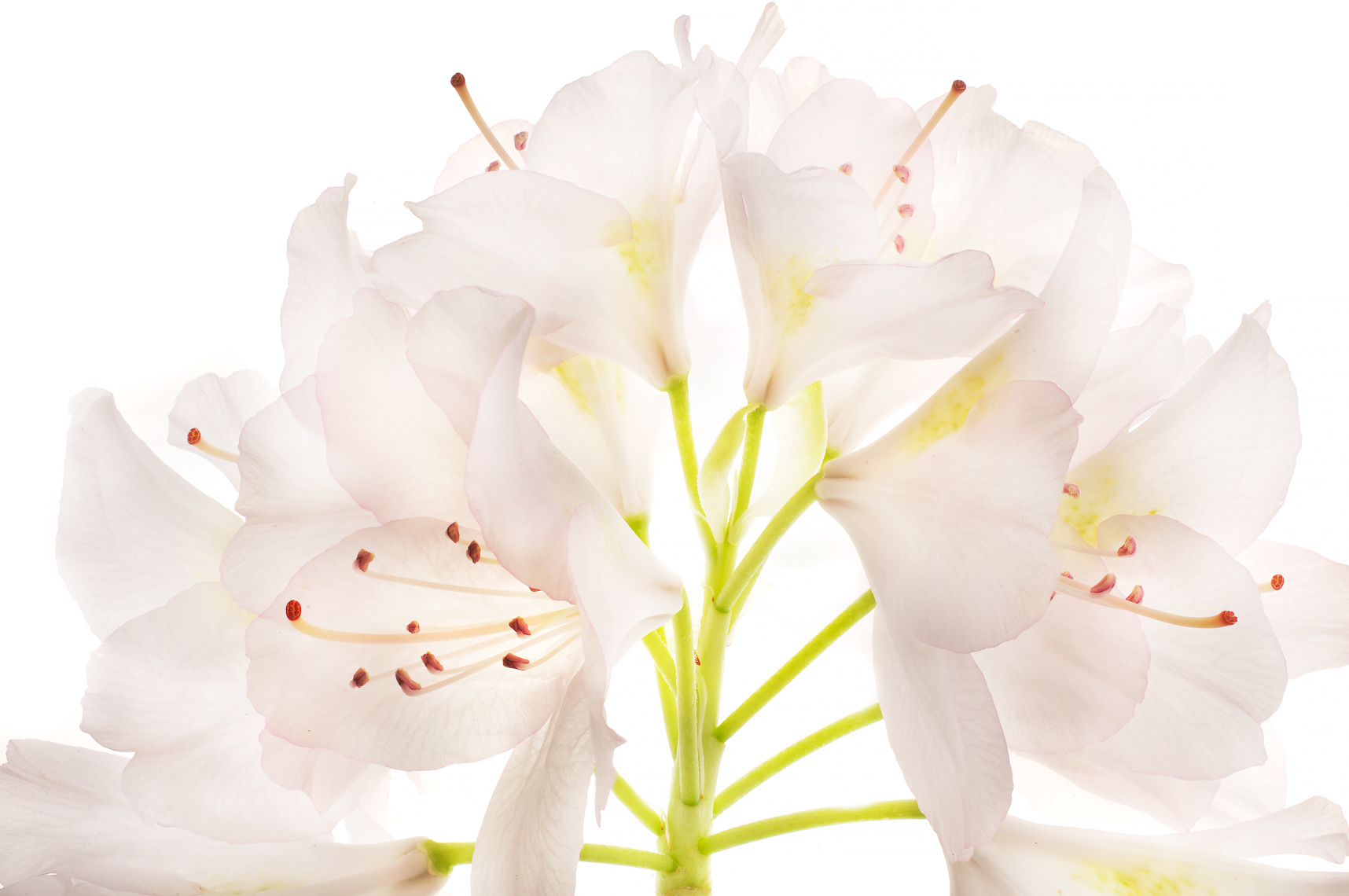 rhododendrum03ng