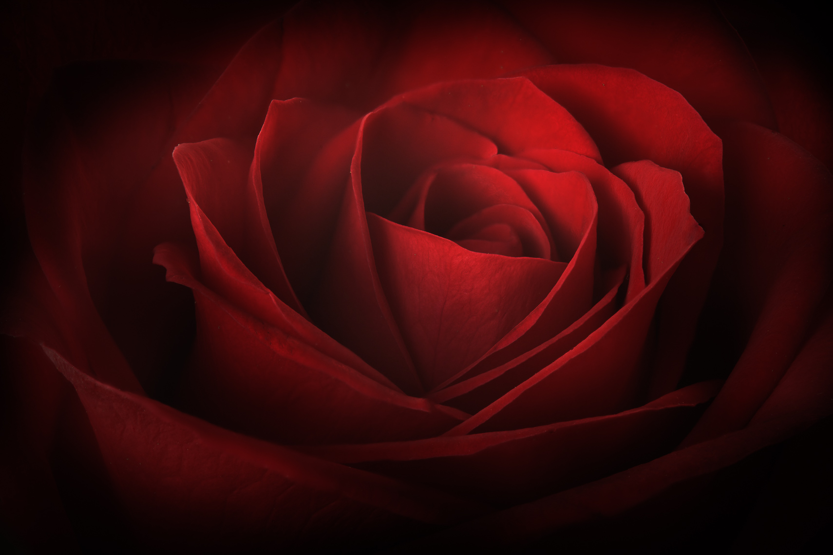 rose29ng