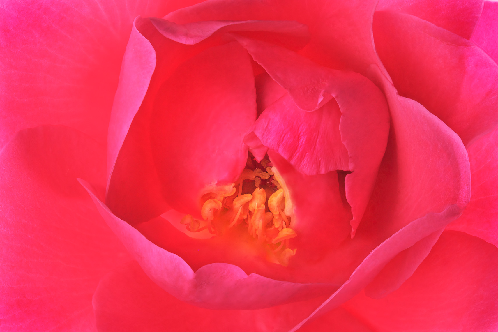 rose32ng