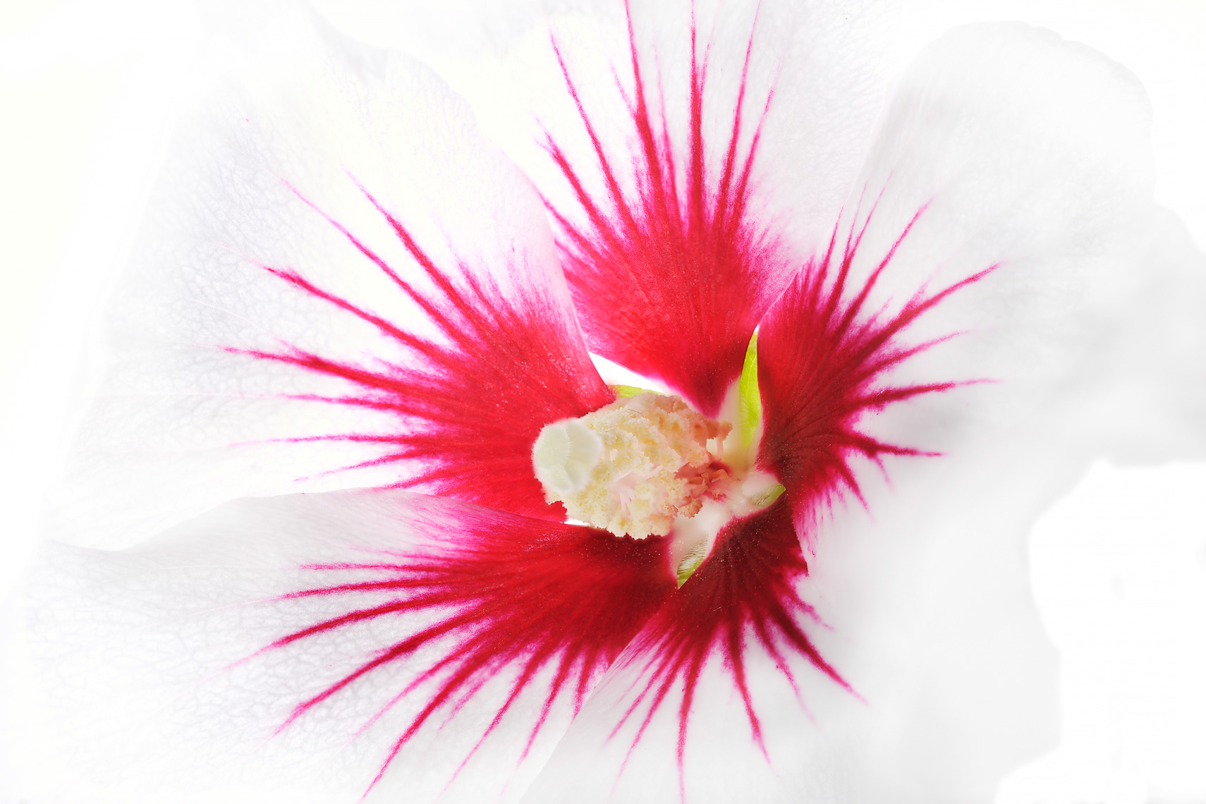 roseofsharon03ng