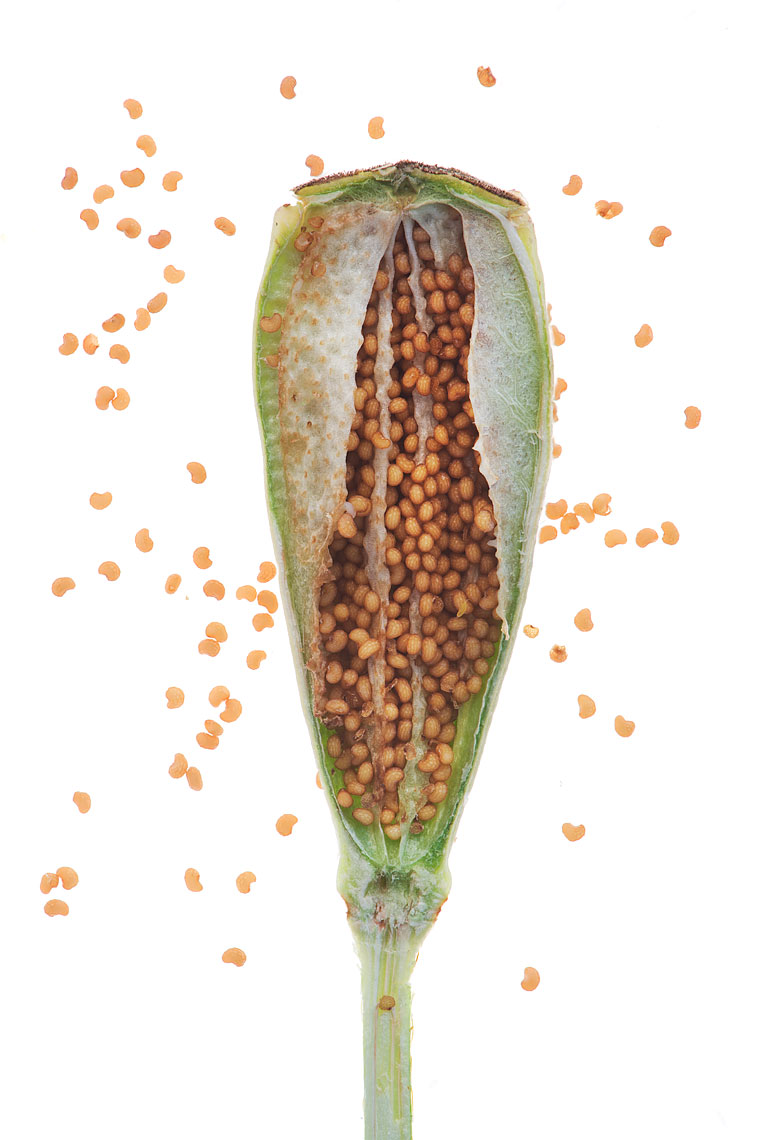 seedpod22