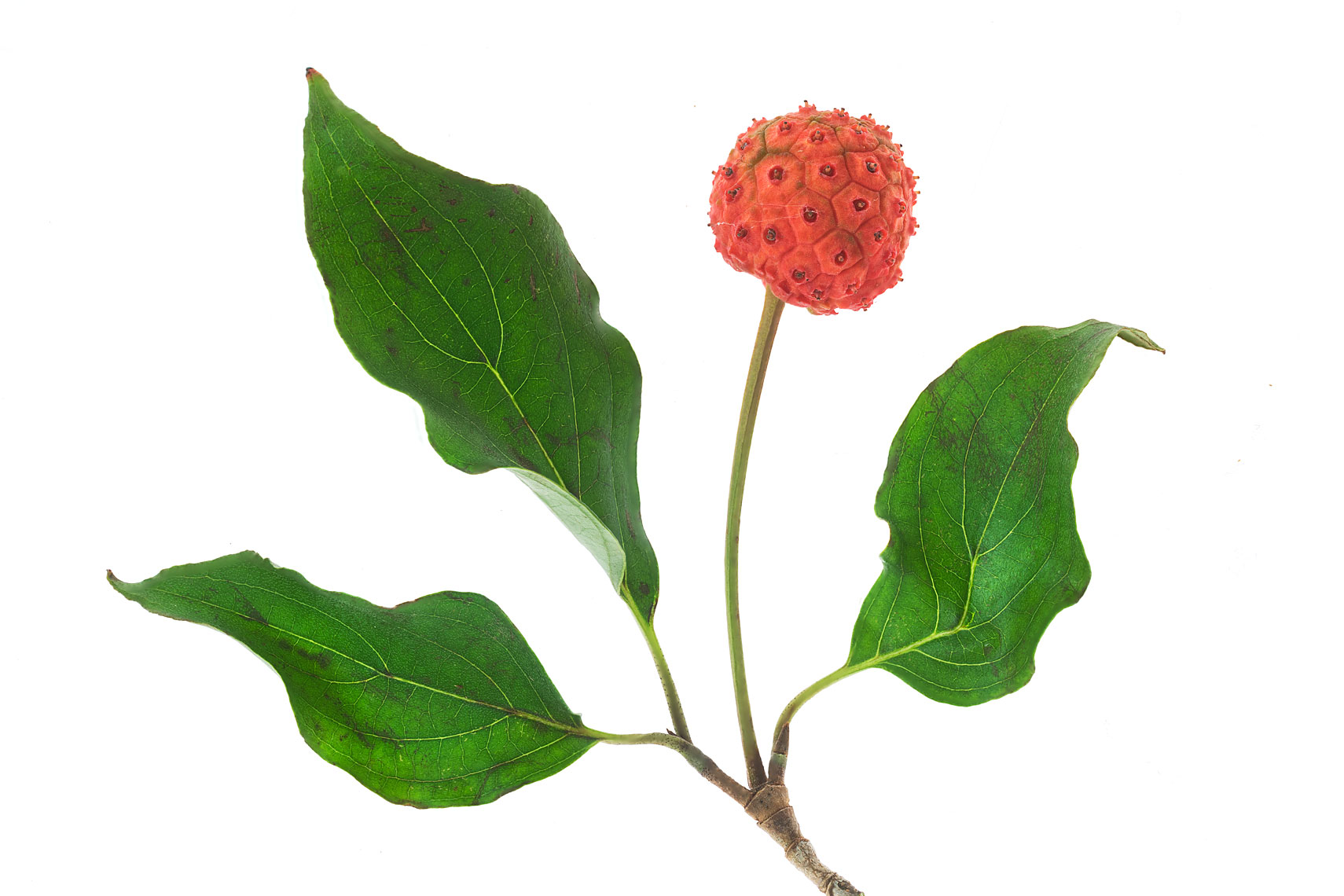 seedpod37