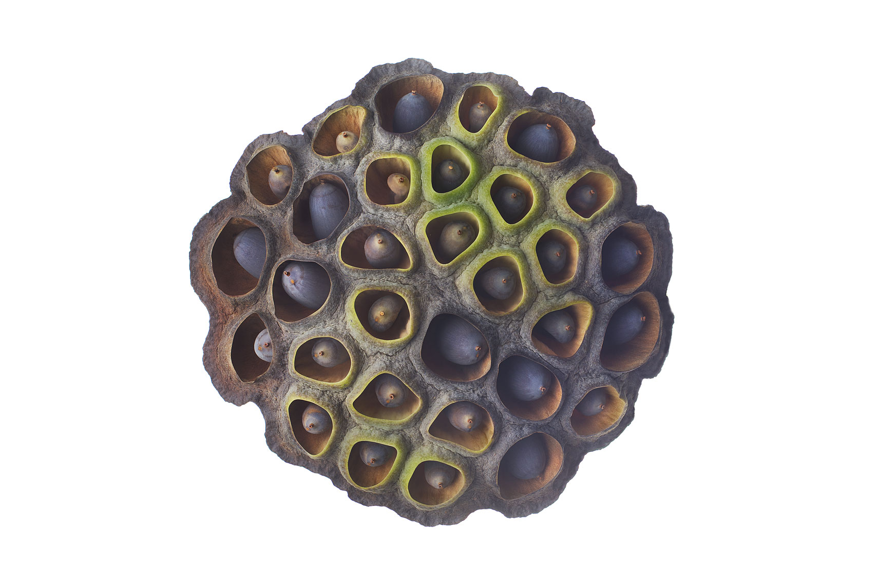 seedpod39