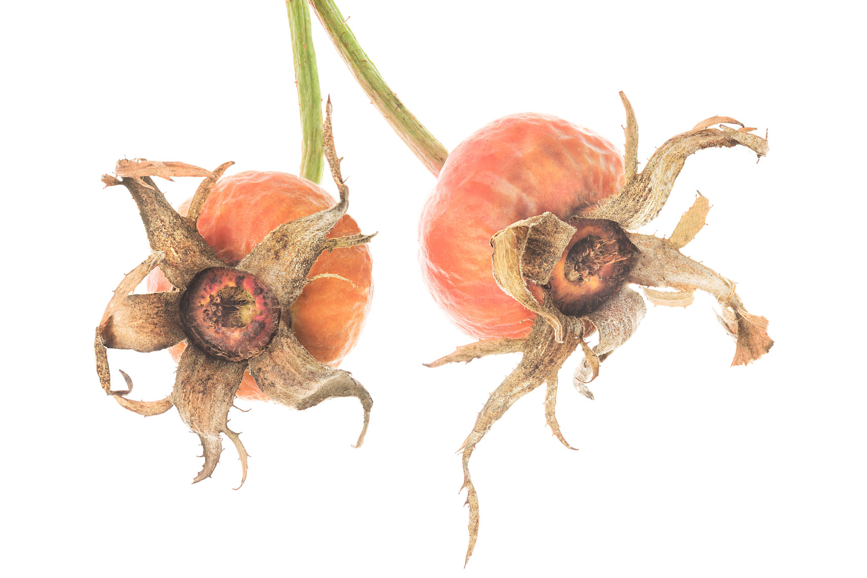 seedpod41