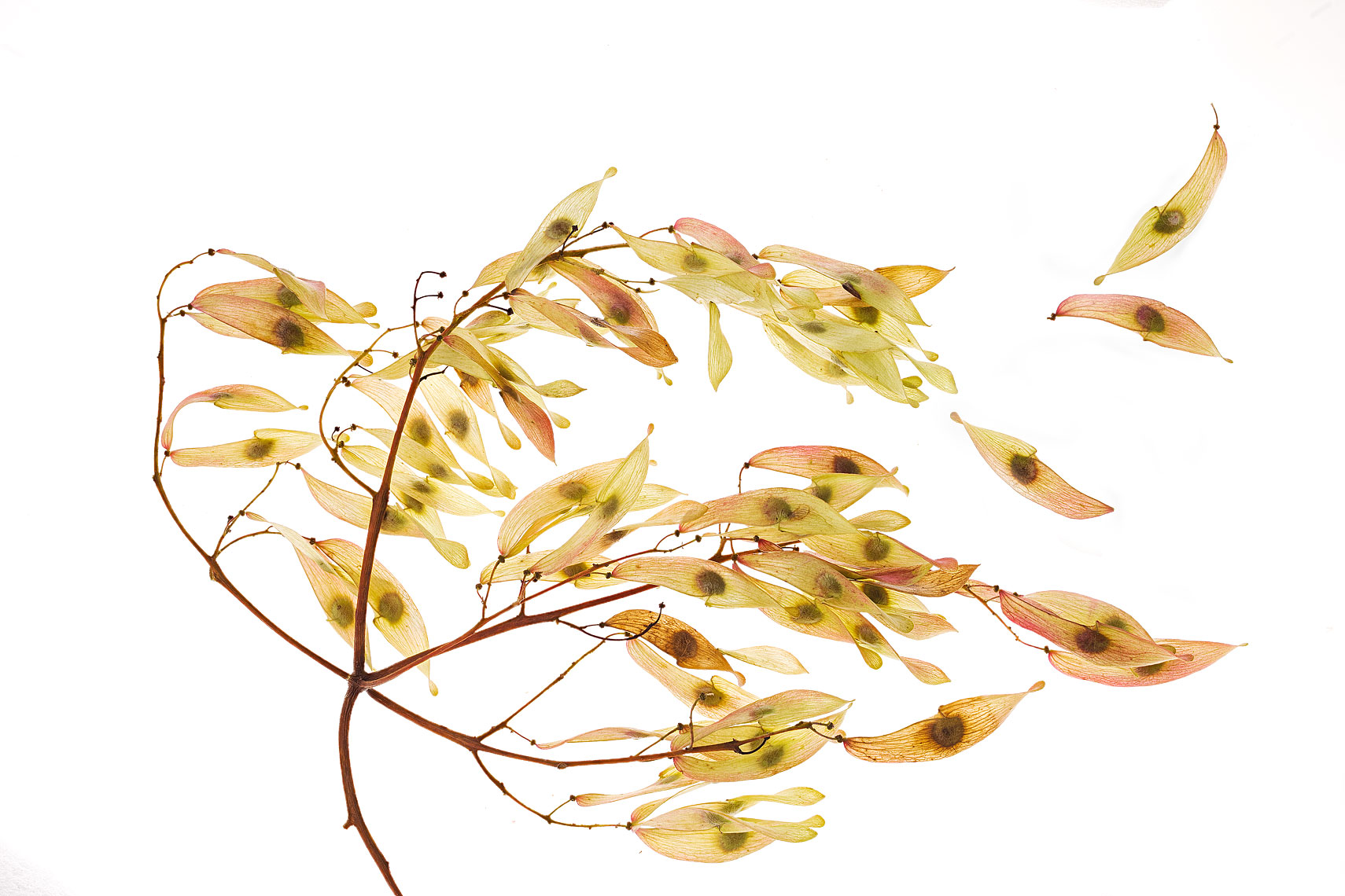 seedpod44
