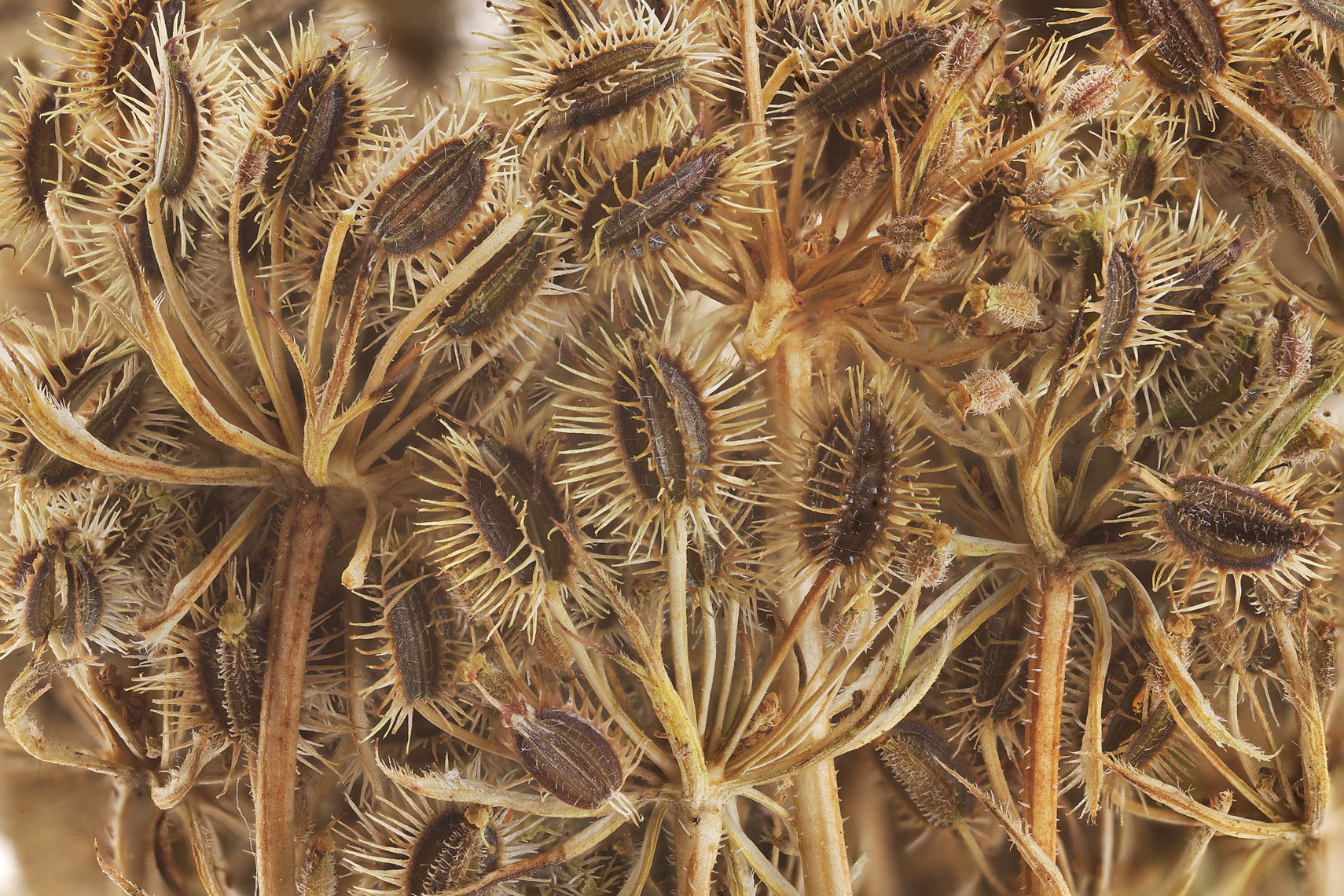 seedpod52