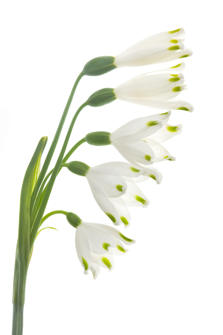 summersnowflake
