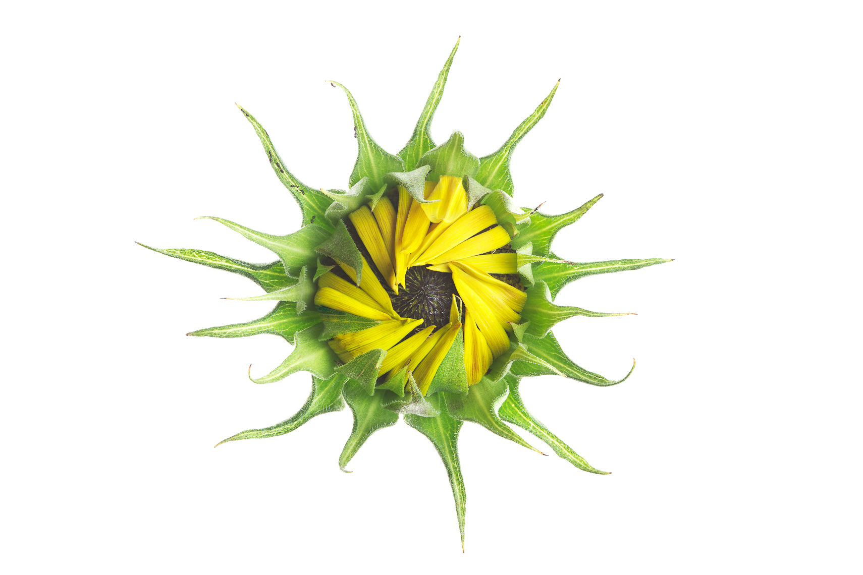 sunflower04ng
