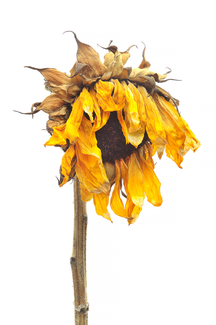 sunflower08ng