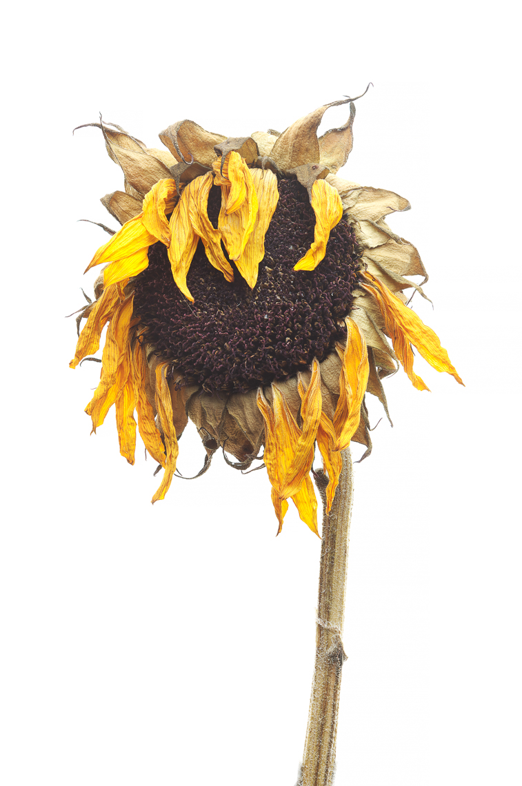 sunflower09ng