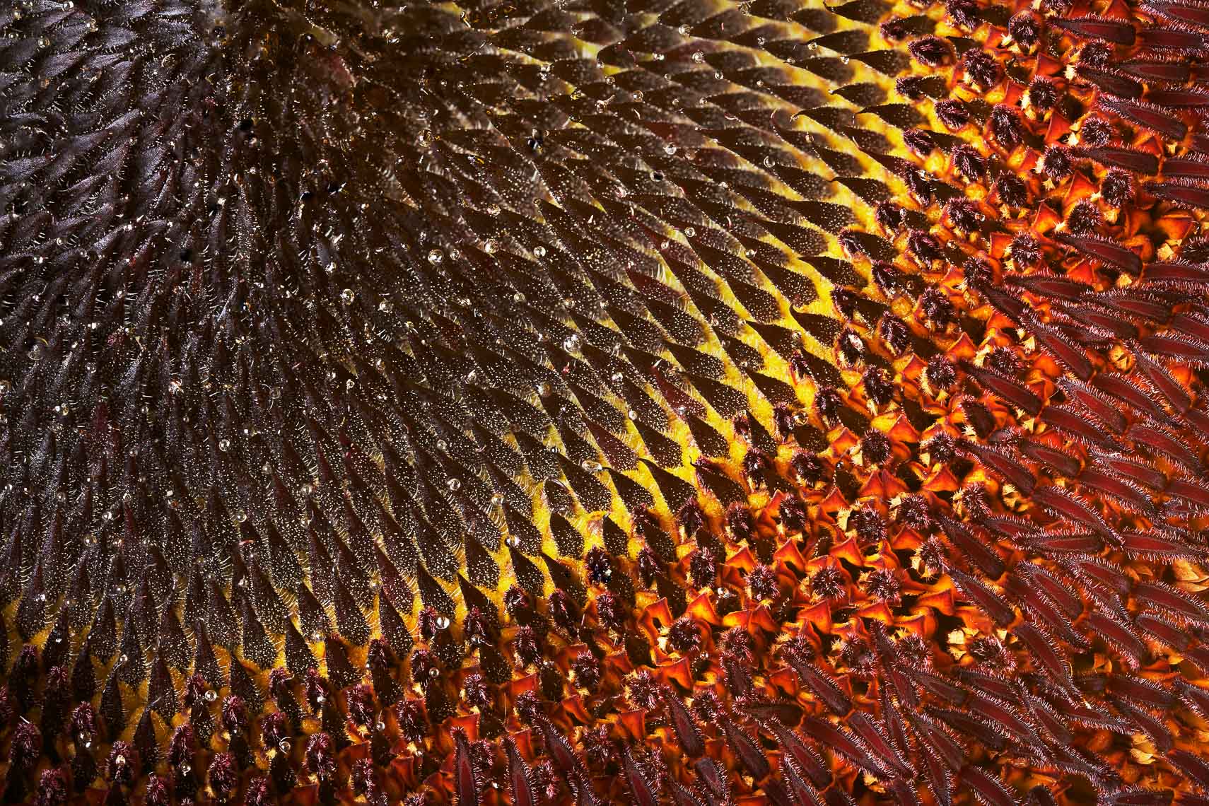sunflower11ng
