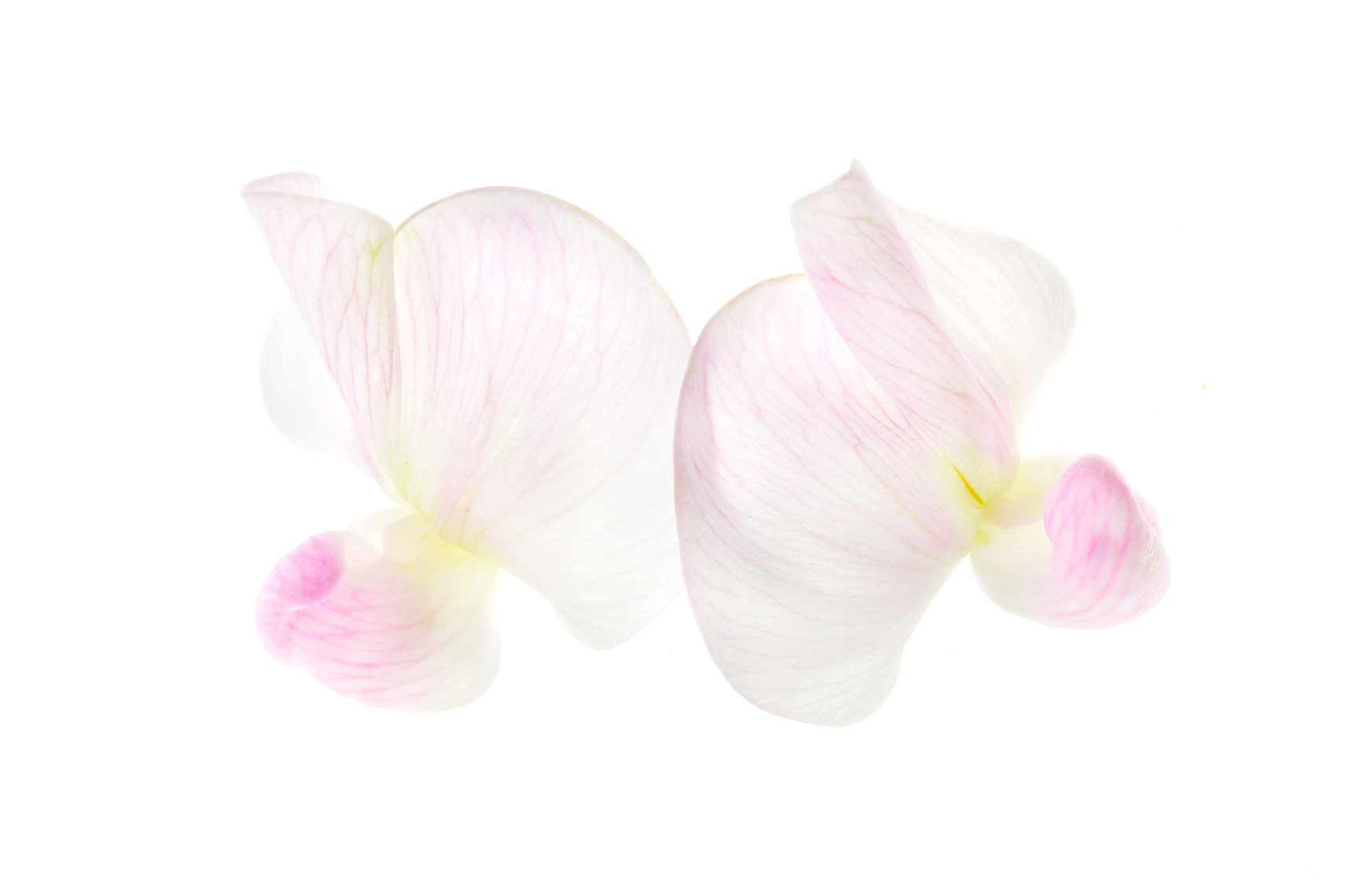 sweetpea05ng