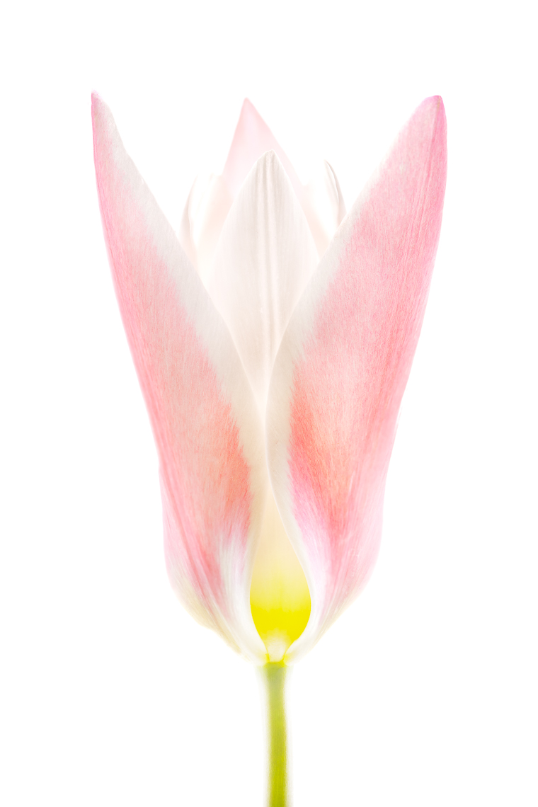 tulip23ng