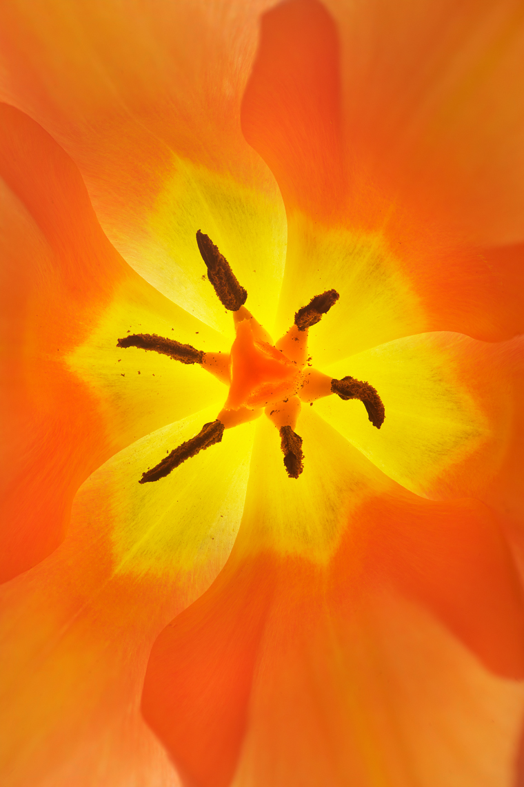 tulip34ng