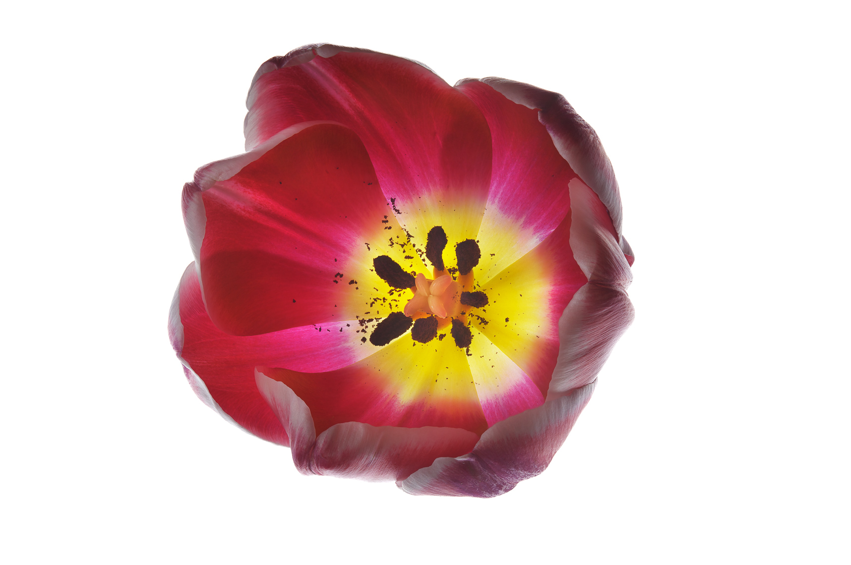 tulip41ng