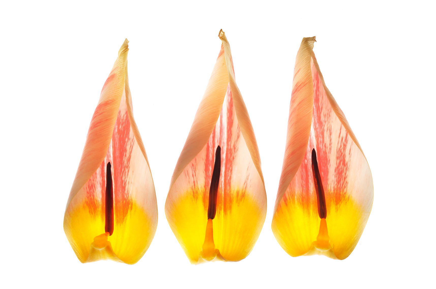 tulip42ng