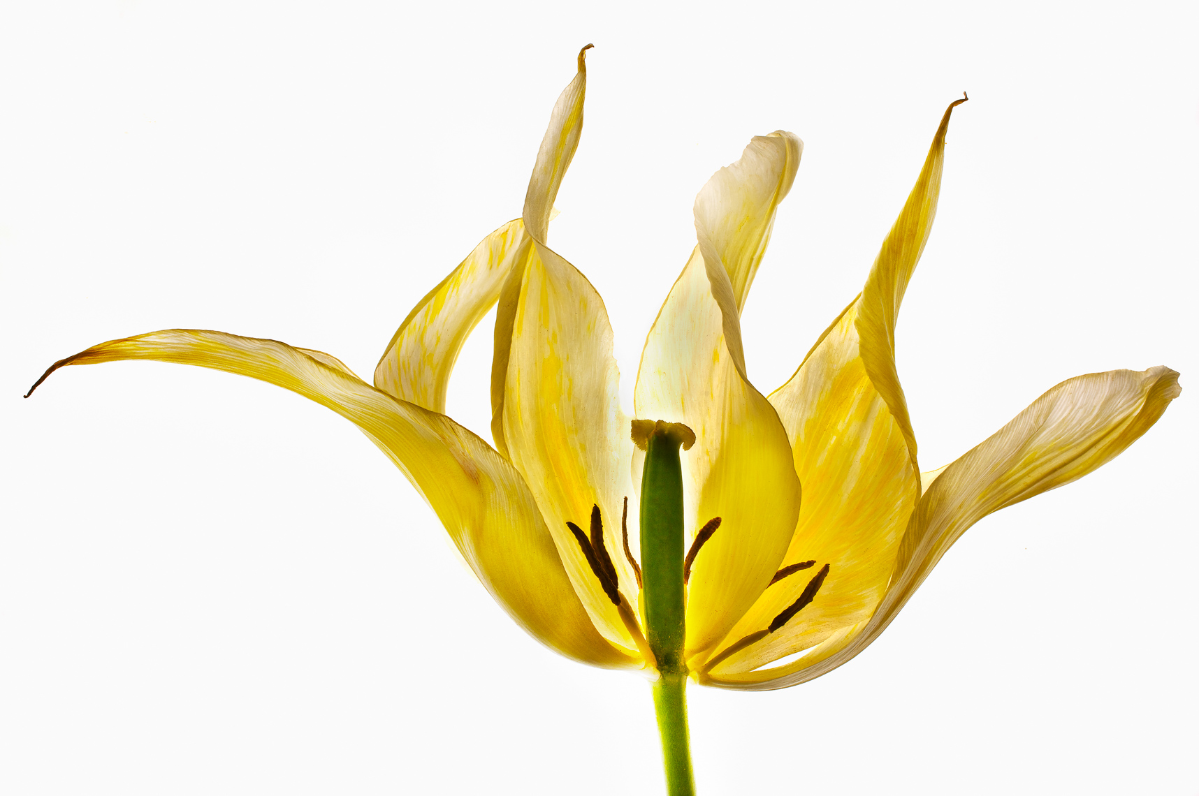 tulip50ng