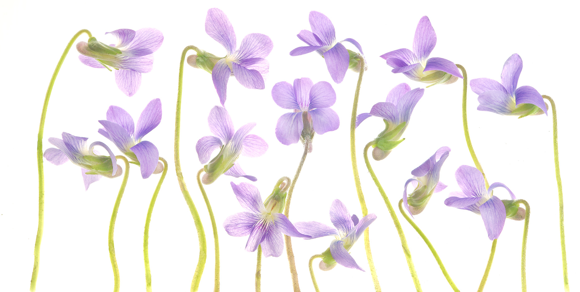 violets03ng