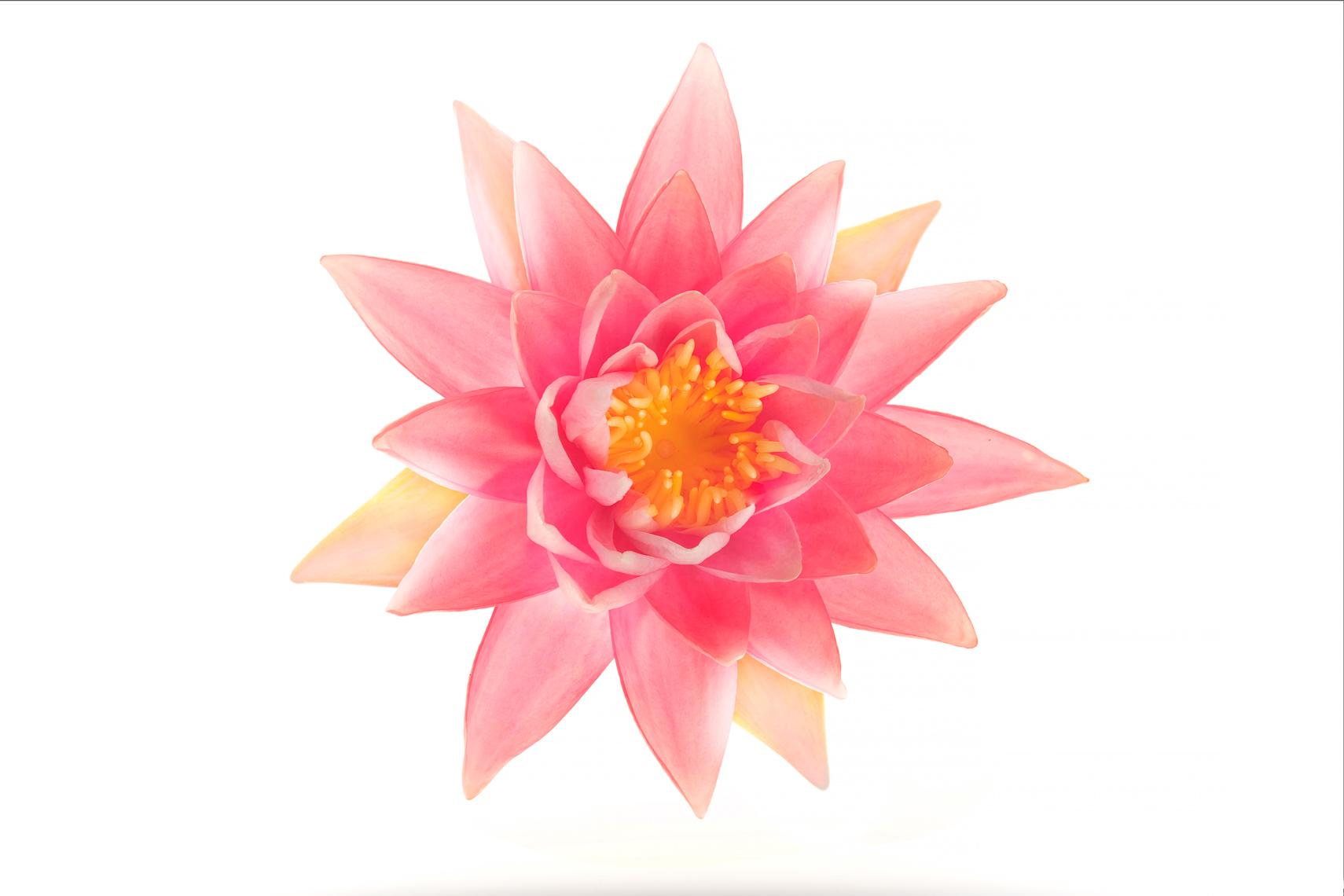 waterlily04ng